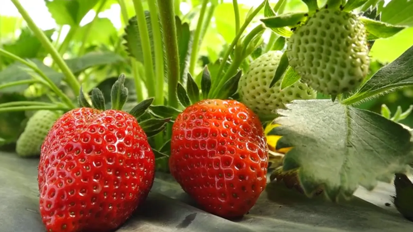 Elindult az eperszezon