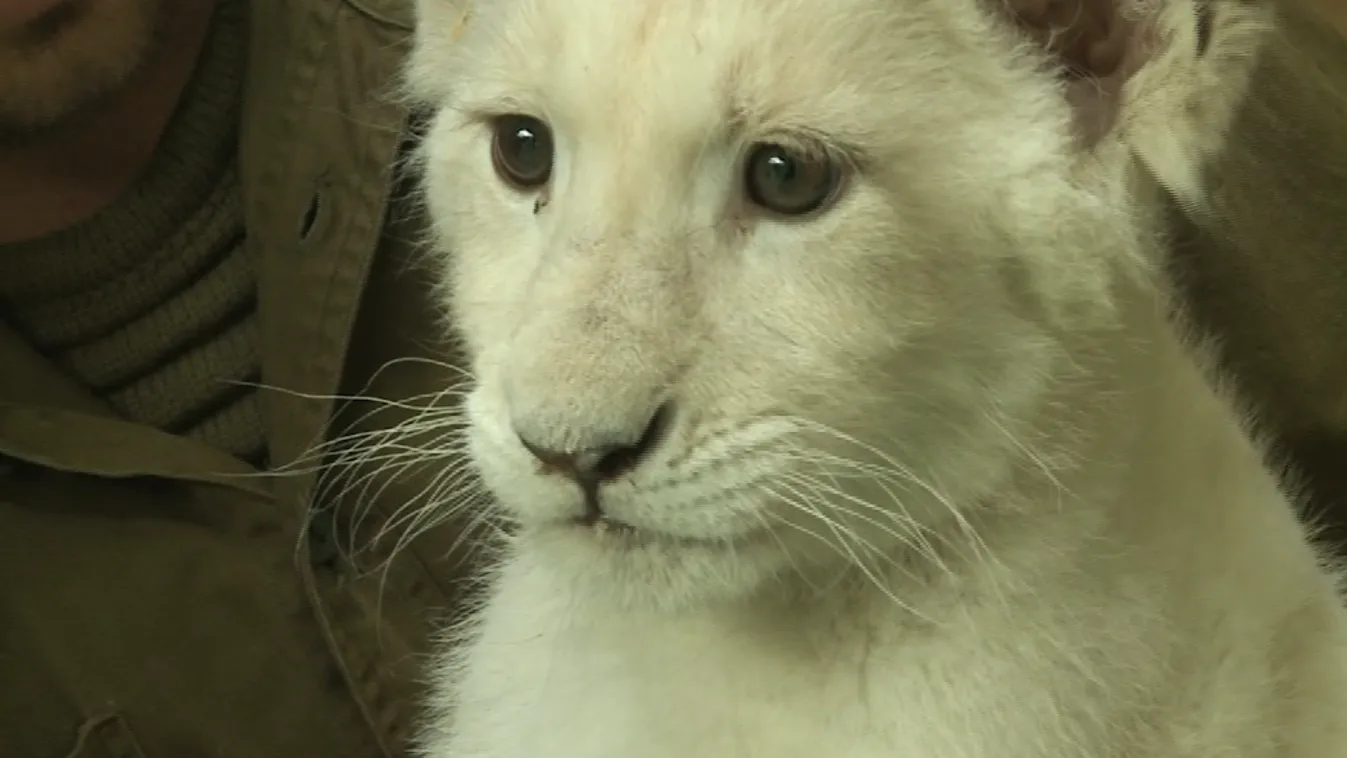 Kicsit még szégyellős, de karmolni nagyon szeret