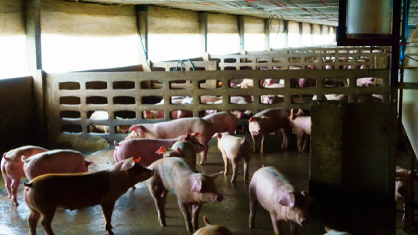 Nagy a veszély a sertéságazatban a pestis miatt