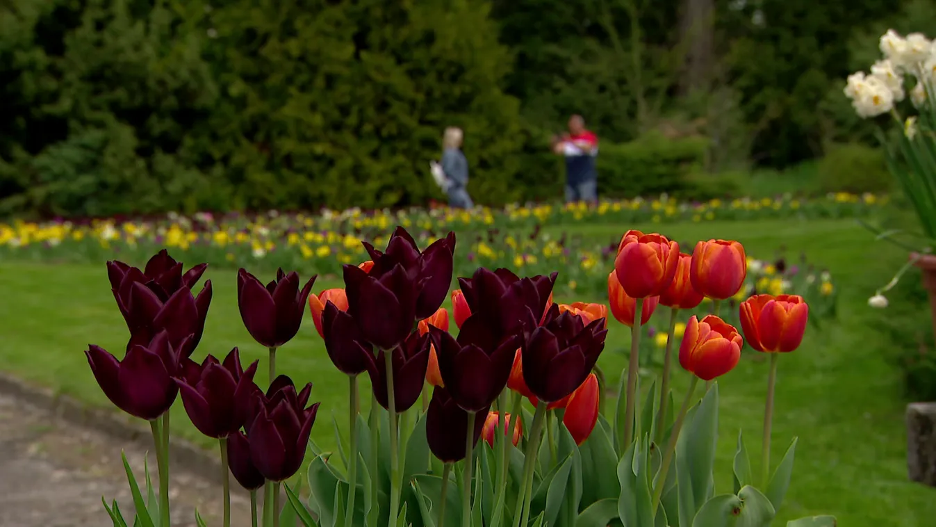 Radar - Egyre népszerűbbek a tulipánföldek Magyarországon