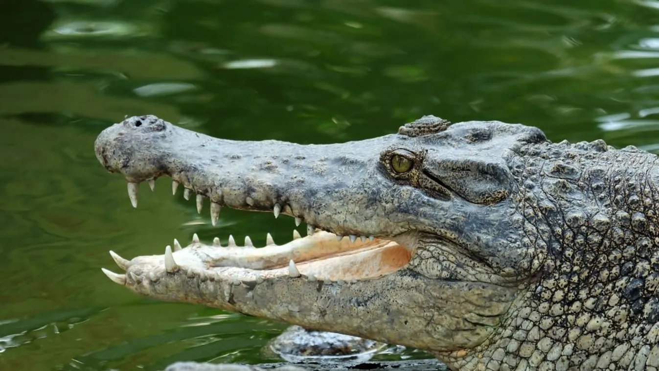 Krokodil nyelt le egy nyolcéves kisfiút