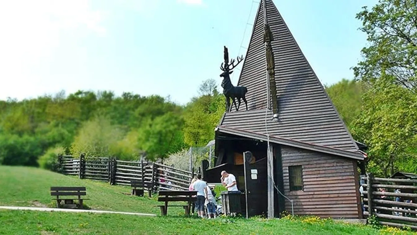 Visszaengedték a természetbe az egyik vadmacskát a Budakeszi Vadaspark mentőhelyéről