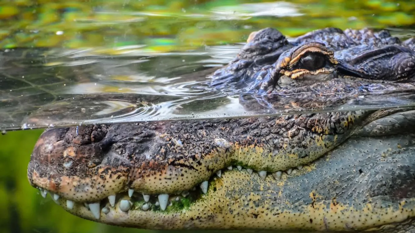 Krokodilt láttak Frankfurt közelében
