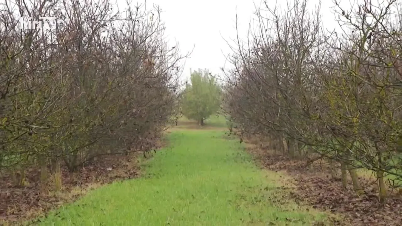 Soroló: Hatékony védekezés