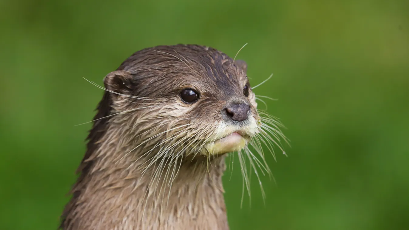 A vidra lett az év emlőse
