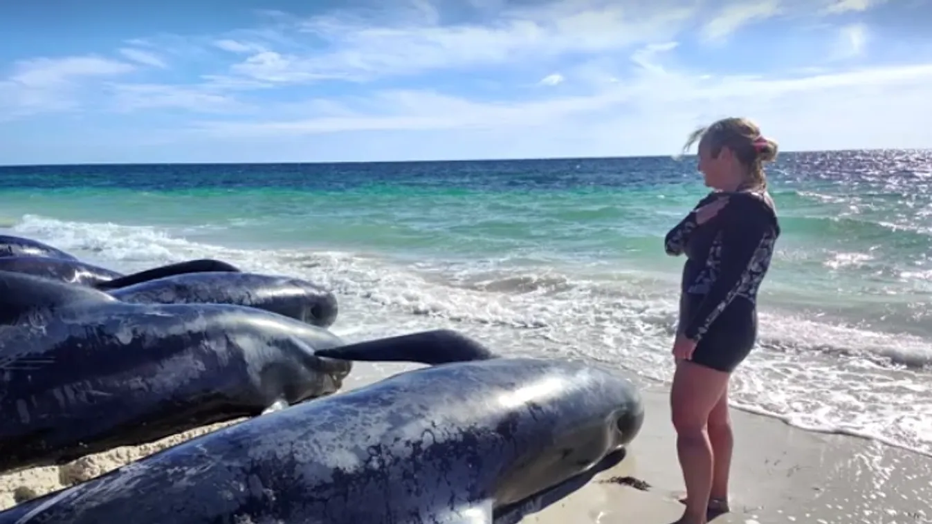 Több mint száz gömbölyűfejű delfin vetődött partra Nyugat-Ausztráliában