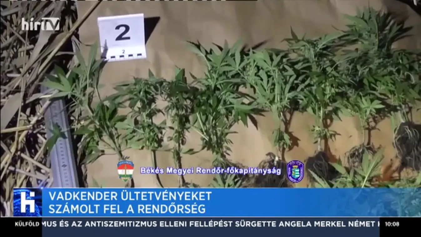 Vadkender ültetvényeket számolt fel a rendőrség