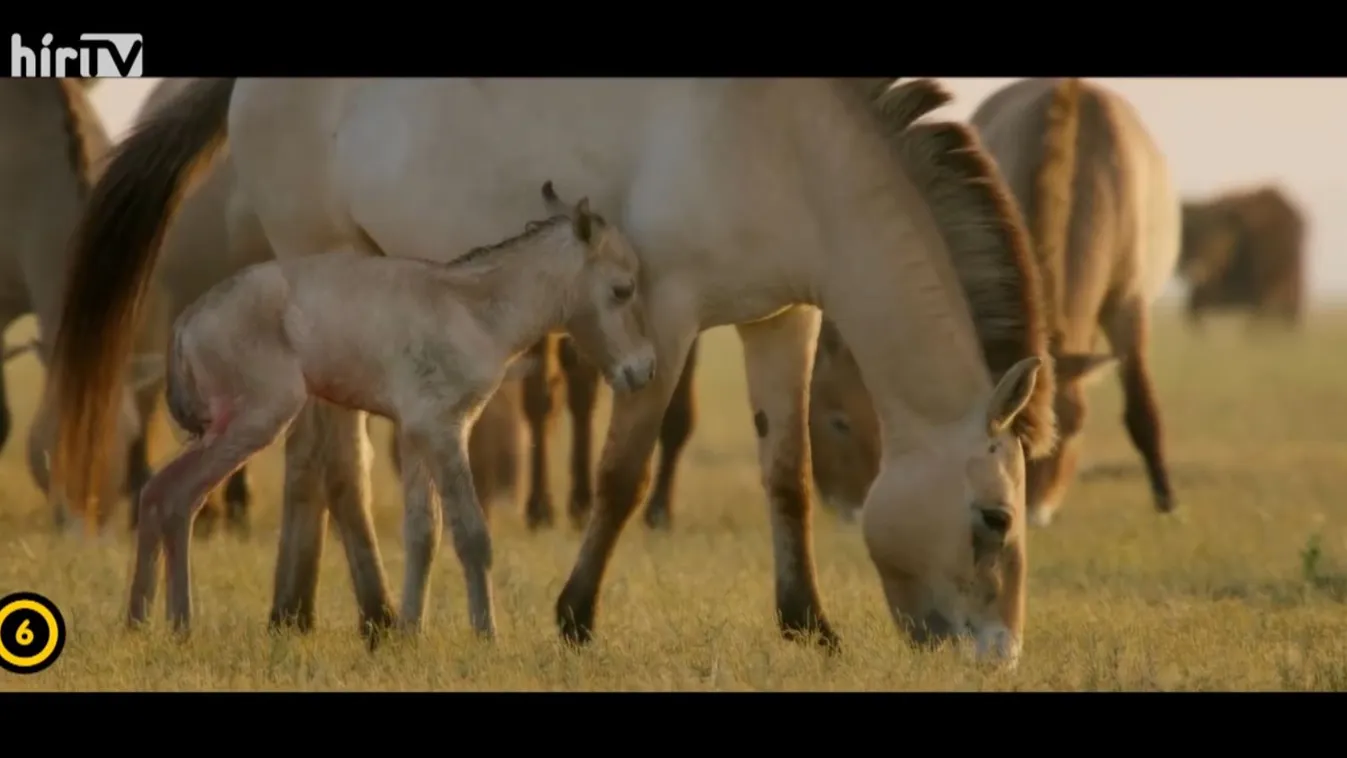Svenk: Csepke, az életrevaló kiscsikó