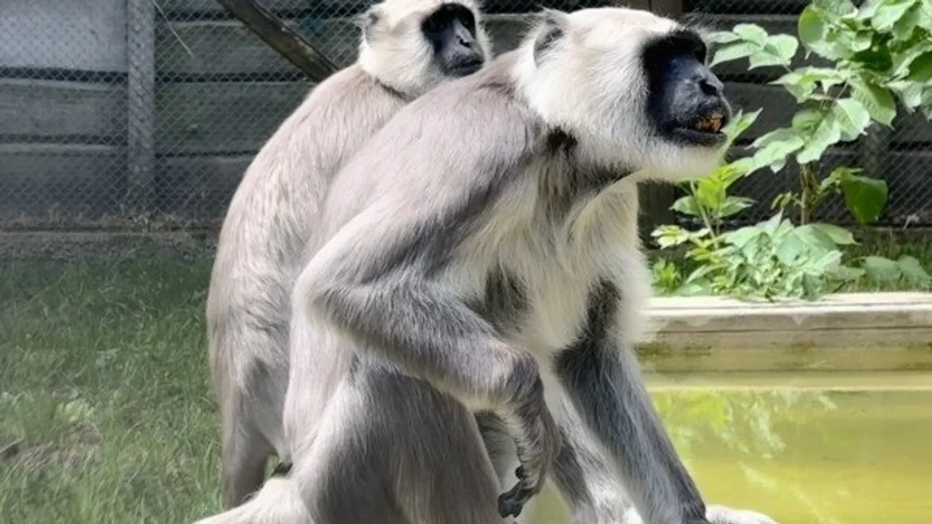 Hanumán majomisten leszármazottja érkezett meg Magyarországra