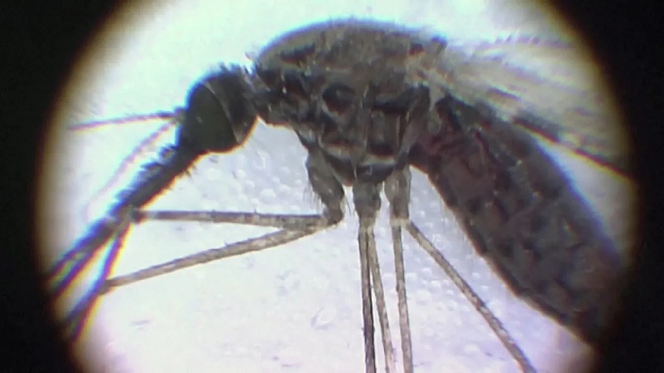 Ritkán okoz komoly megbetegedést a nyugat-nílusi láz