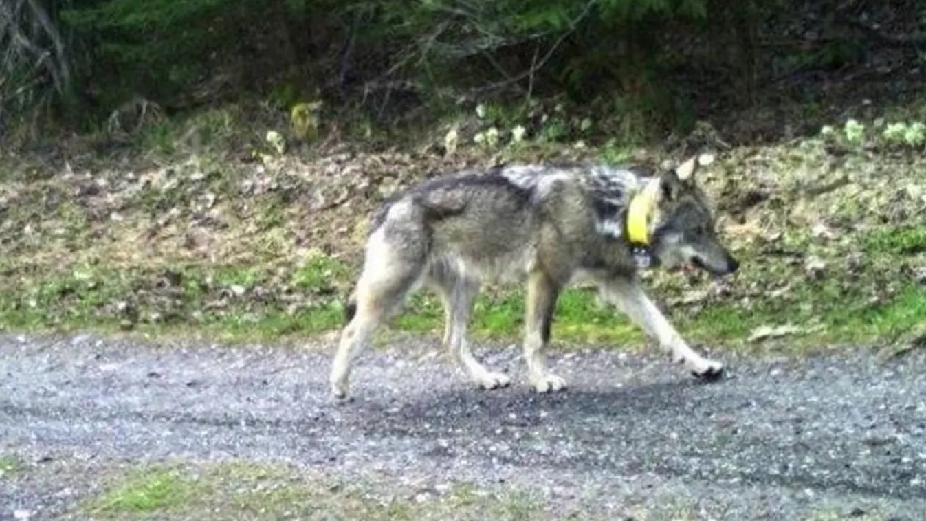 Az ügyészség előtt a kilőtt svájci farkas ügye
