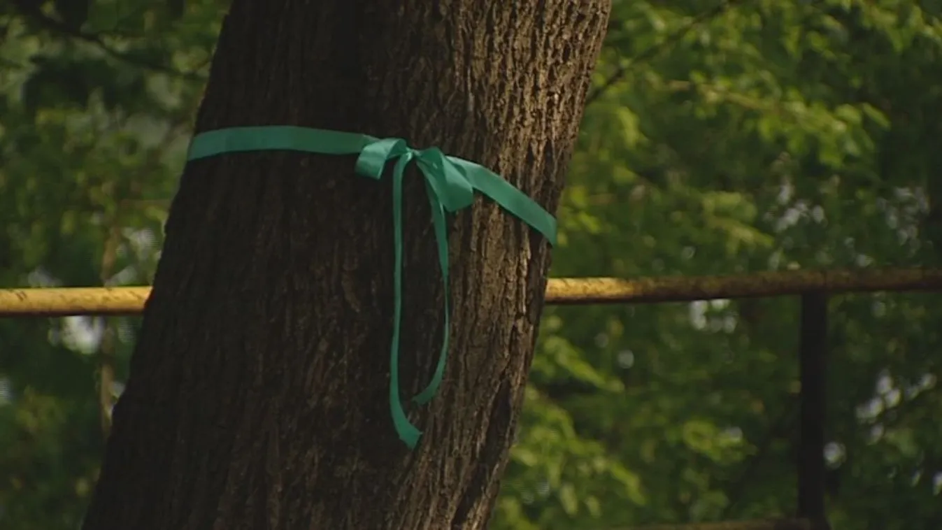 Megint tiltakoztak a fakivágások ellen