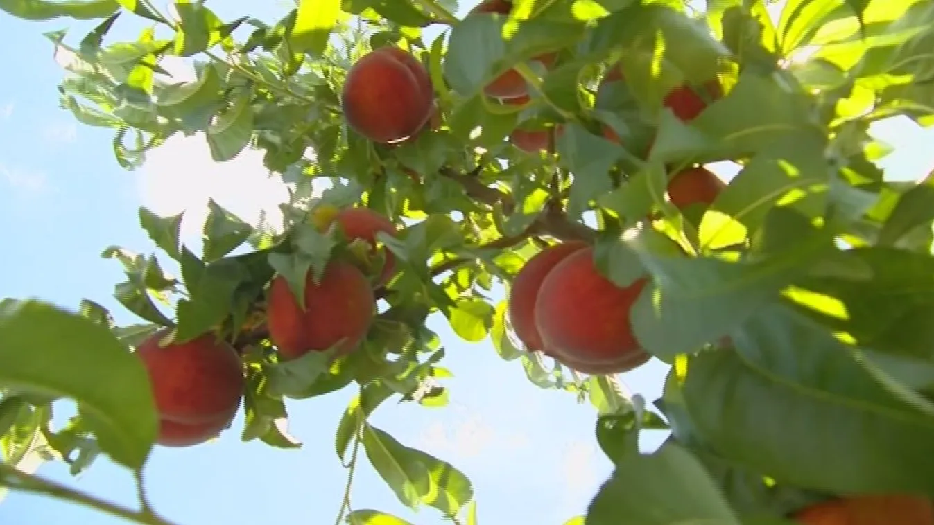 Akár ezer forintot is fizethetünk egy kiló barackért
