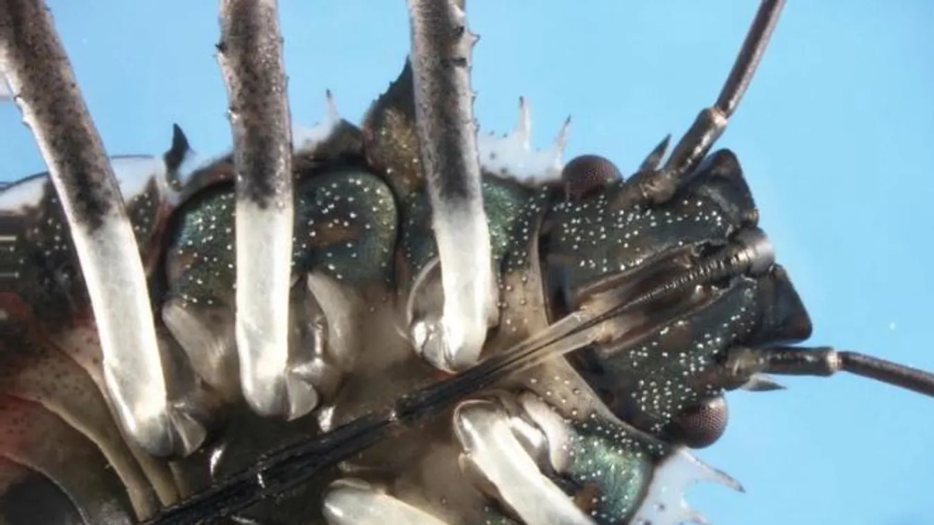 Az MTA is beszáll a poloskák elleni küzdelembe