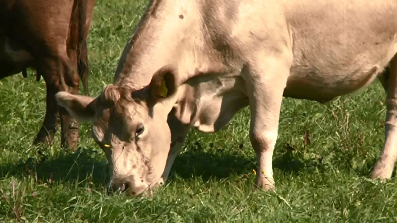 A Drávamenti angusz húsmarha gulya