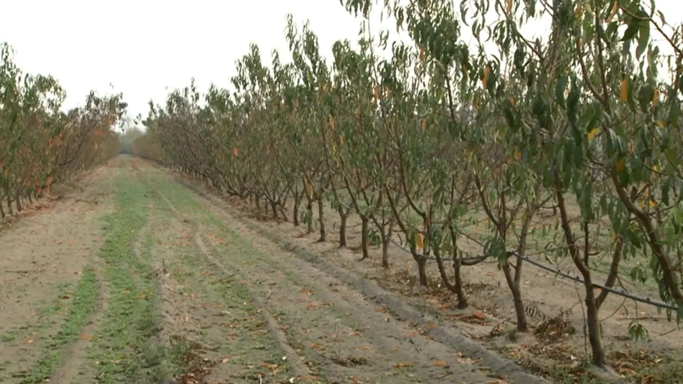 Év végéig kell bejelenteni a gyümölcsösöket