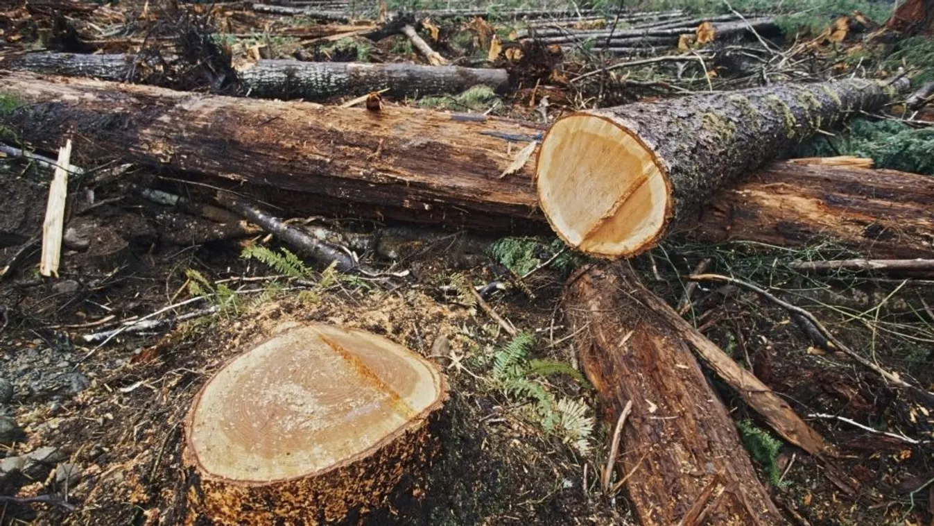 Majdnem 10 millió hektárnyi vadon veszett oda az Egyesült Államokban 16 év alatt