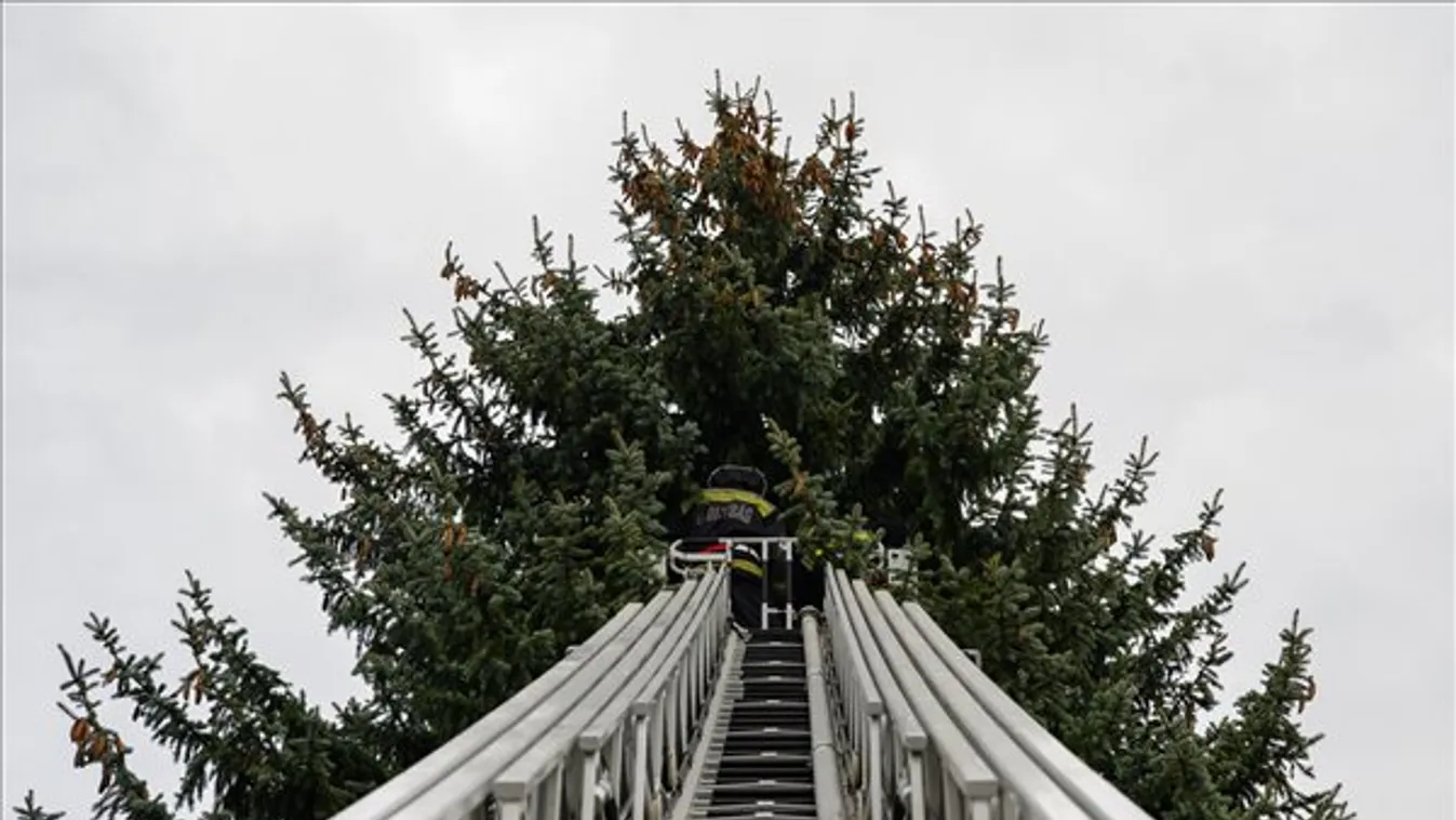Kedden állítják fel a Parlament előtt az Ország Karácsonyfáját