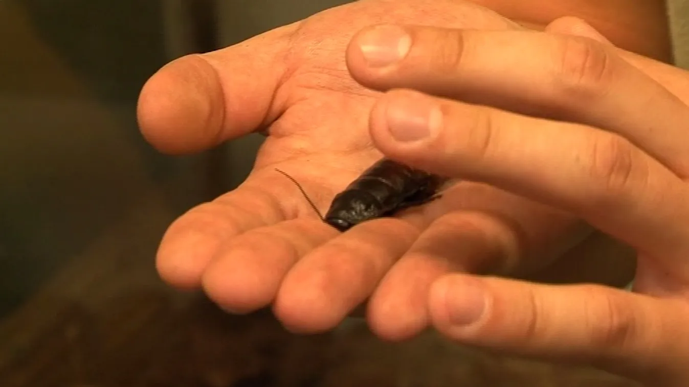 A „nemszeretem” állatokra is sokan voltak kíváncsiak az éjszaka