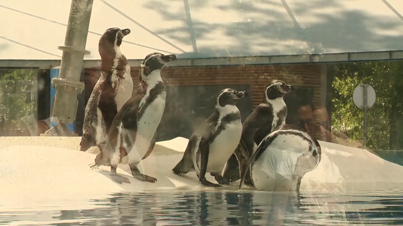 Napindító - Megérkeztek a Jégkorszak első lakói