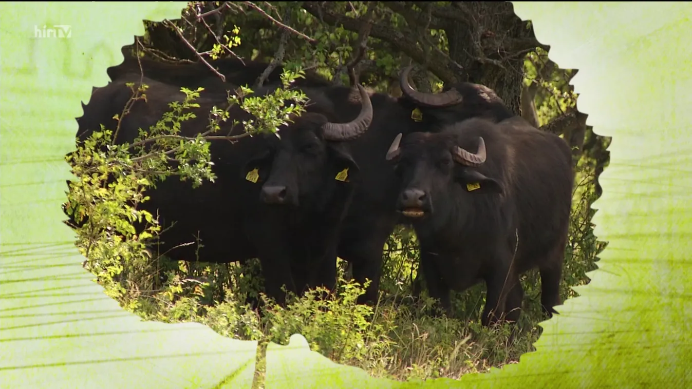Soroló: Az aszály miatt az állattartók is súlyos károkat szenvednek el