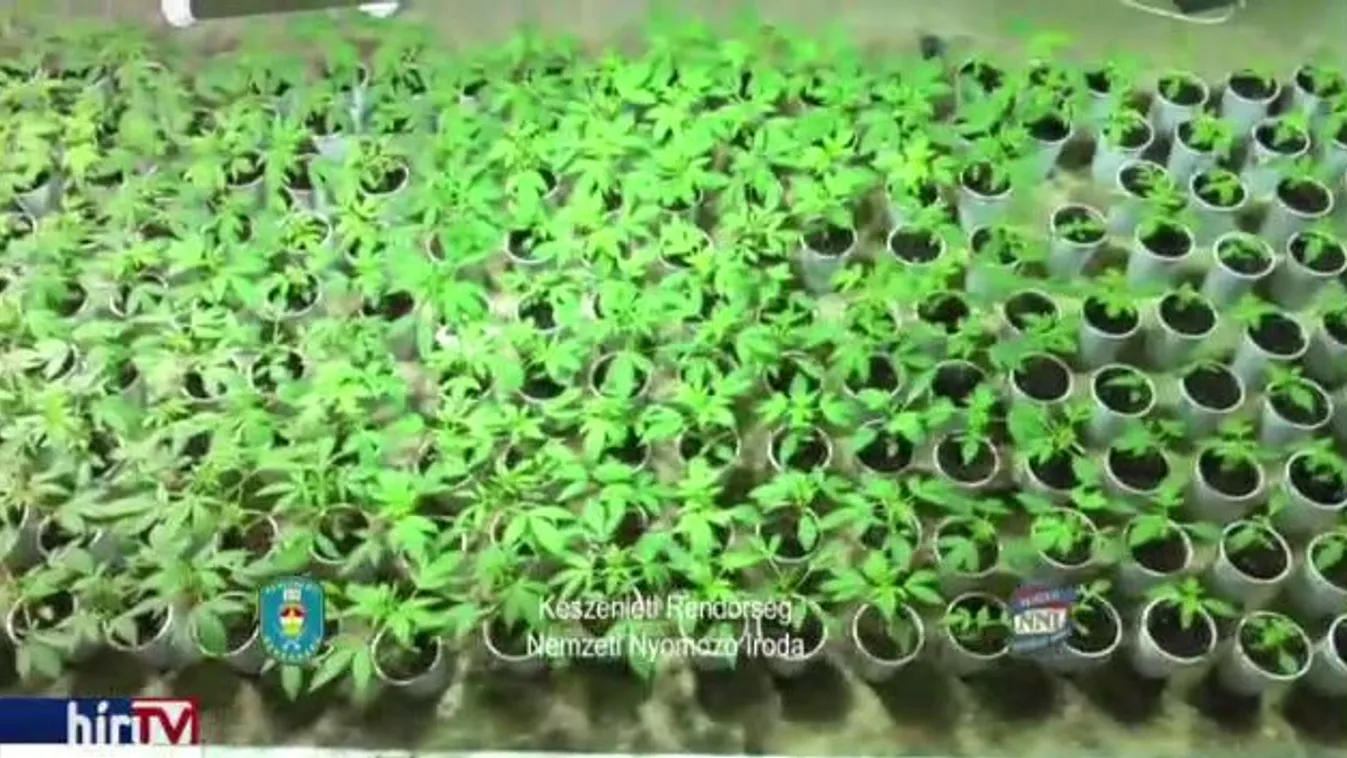 Cannabis ültetvényre bukkantak a rendőrök Tahitótfaluban