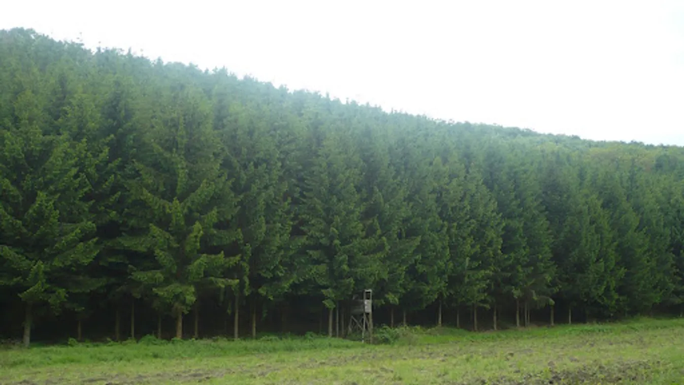 Rengeteg kárt okoztak a fenyőtolvajok Székelyföldön