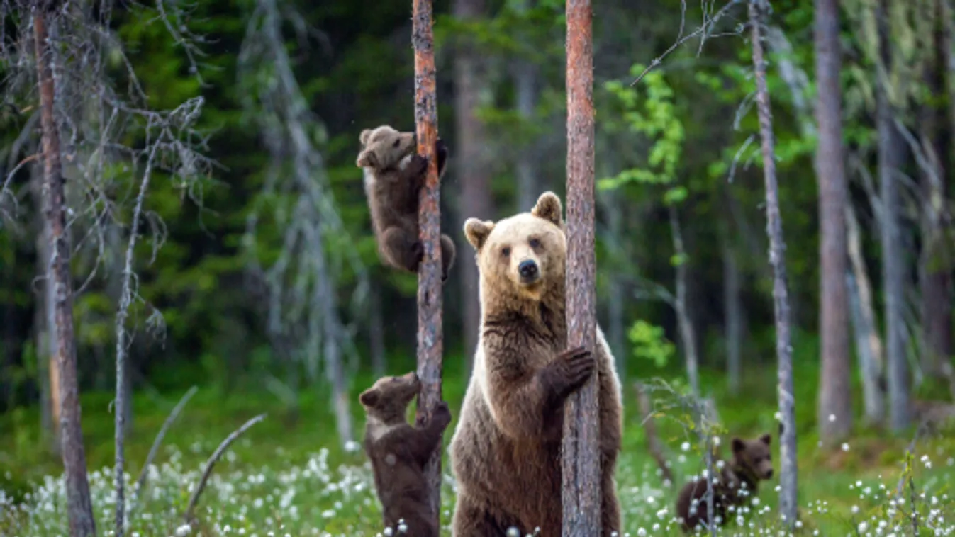 Újabb medveészlelés Heves vármegyében