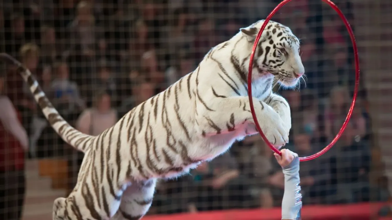 Novembertől nem szerepelhetnek vadállatok a szlovákiai cirkuszokban