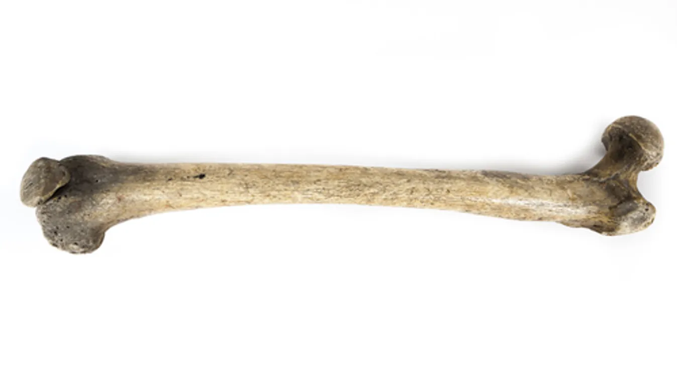 Hatalmas erőkkel vonult ki a rendőrség a parkhoz, egy sétáló megrázó dolgot talált