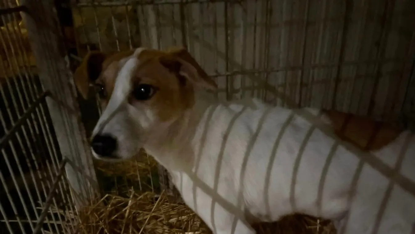 Szándékosan éheztetett kutyákat mentettek Komárom-Esztergom vármegyében