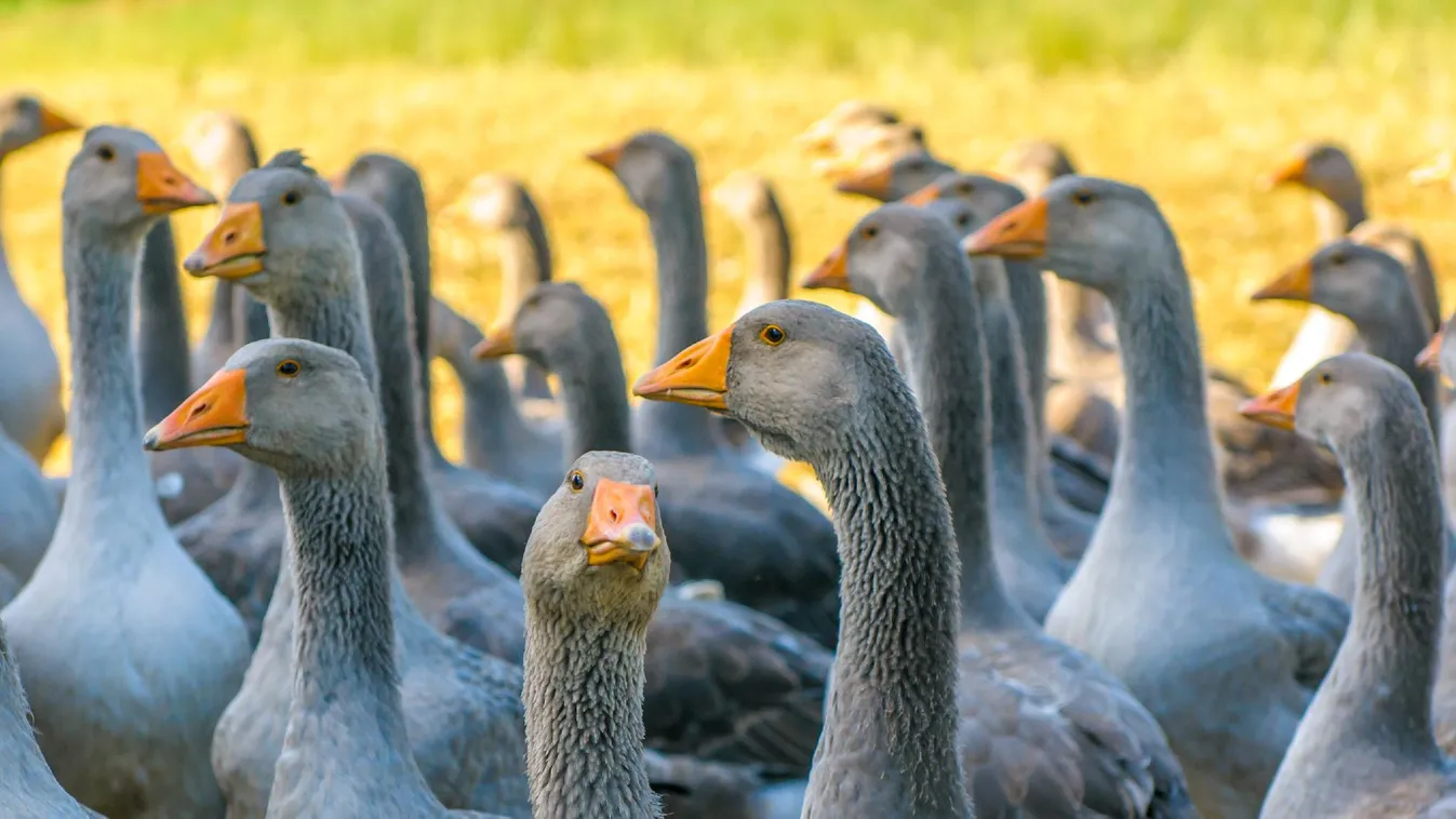 AM: A lúdágazat kitörési pontja a termelői integráció