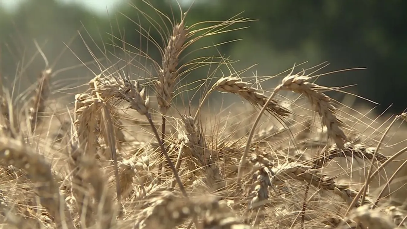 Soroló: Országszerte járnak az aratógépek