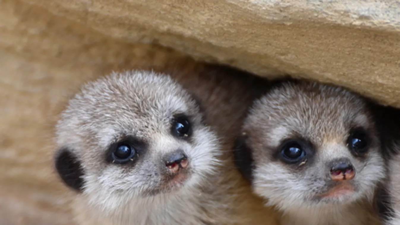 Szurikáták és újabb tevecsikók születtek a Szegedi Vadasparkban