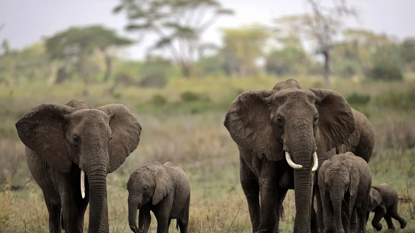 Elefántvédelem Afrikában – BBC Reporters