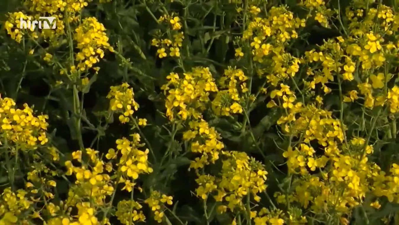 Soroló: Felértékelődött az agrárium