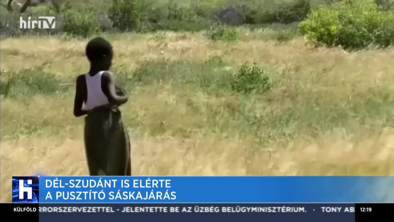 Dél-Szudánt is elérte a pusztító sáskajárás