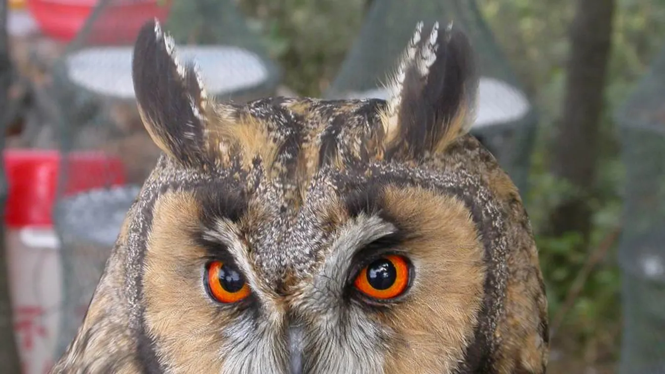 Felmérik az erdei fülesbaglyok telelőhelyeit a hétvégén