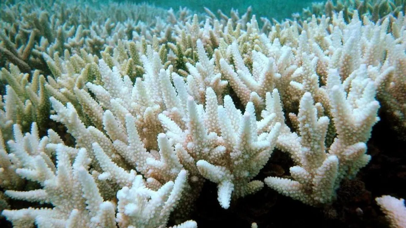 Az óceán őserdője – Felfedező