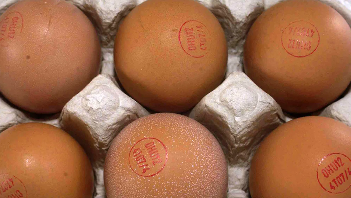 Profitálhat a magyar tojásszektor a rovarirtós botrányból
