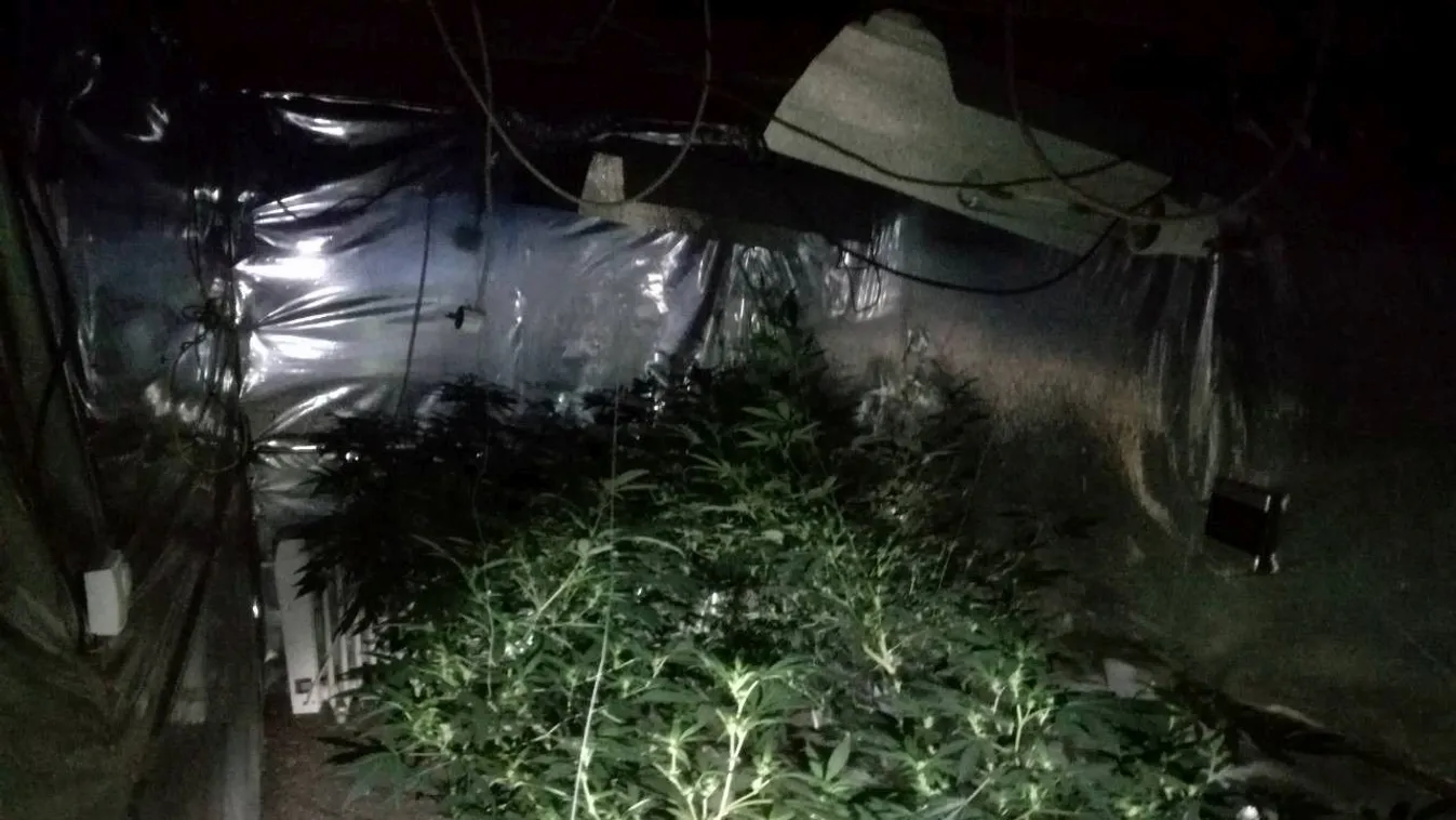 Hétvégi házában termesztette a drogot