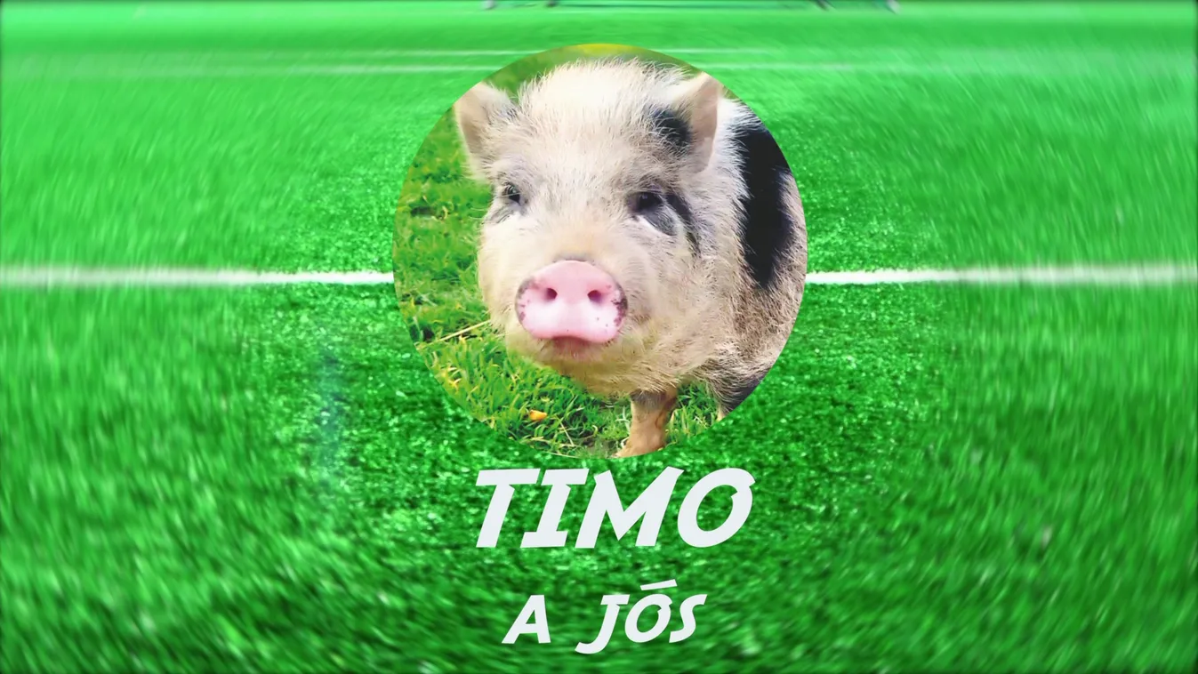 Radar - így tippelt Timo a Hollandia-Ecuador meccsre