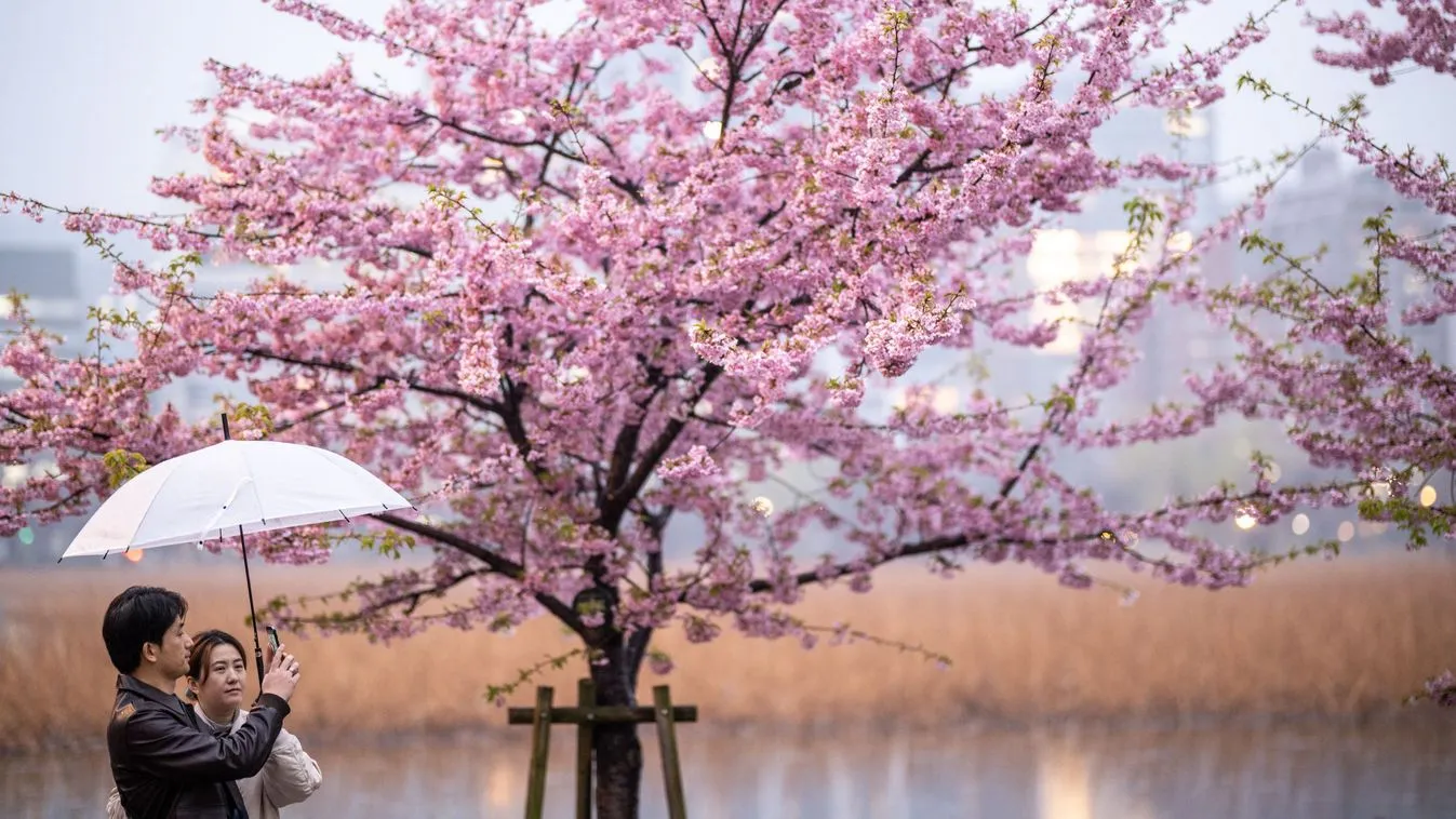 Tokióban hétfőn hivatalosan is megkezdődött a cseresznyevirágzás