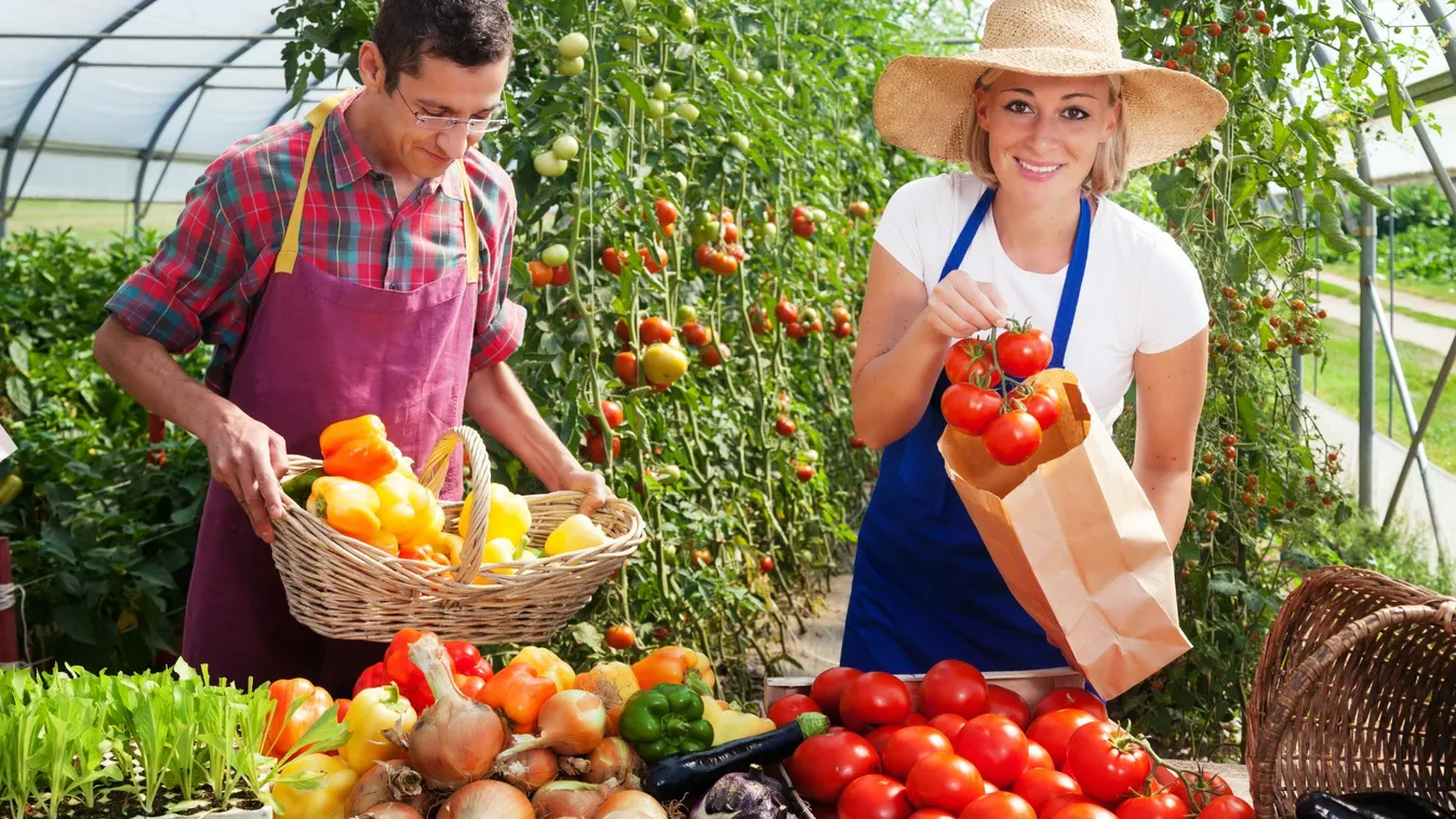 Michelin-csillagok és tanyapályázatok: a magyar vidék csendes sikertörténete