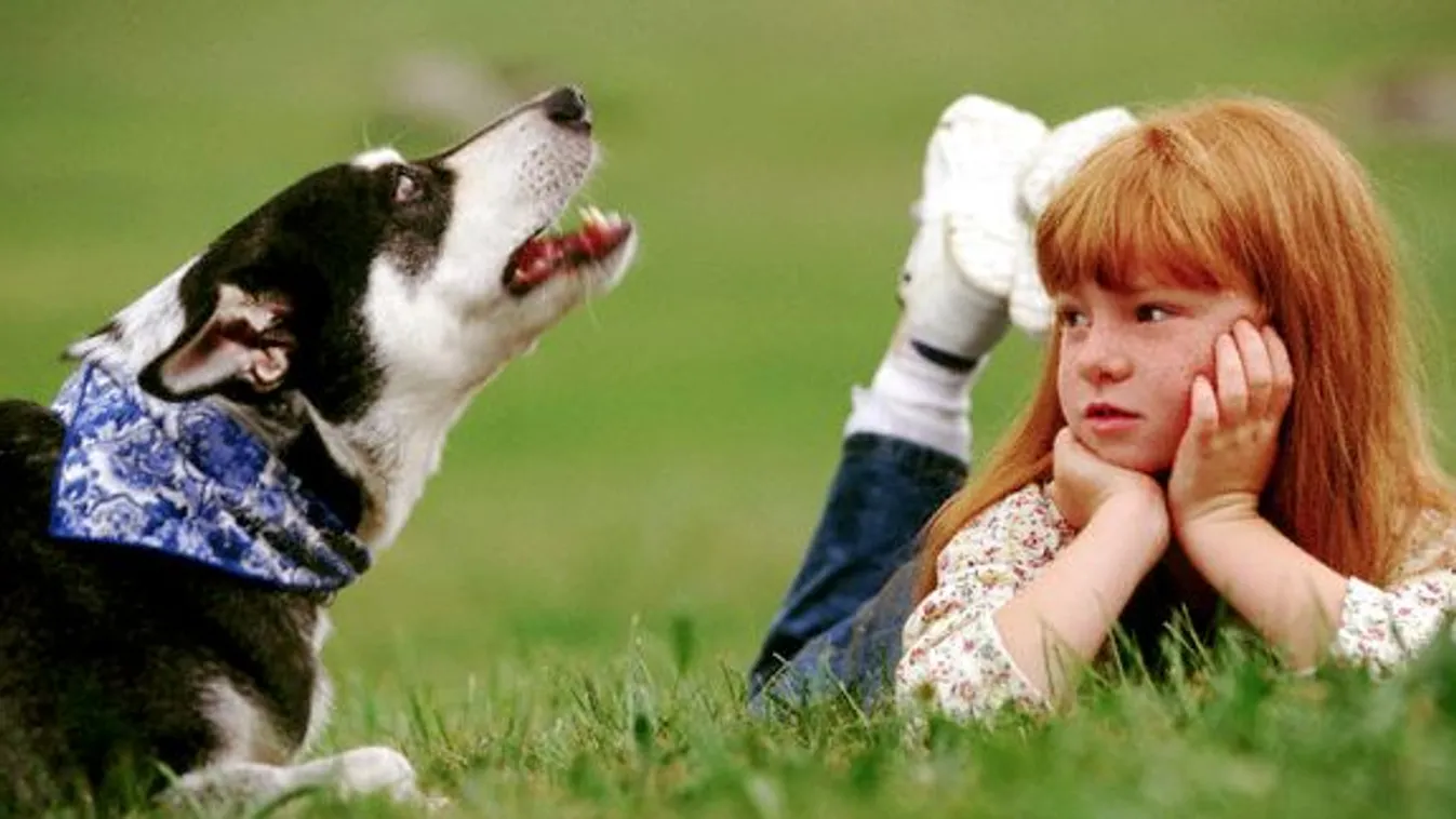 Kutyajó – Felfedező