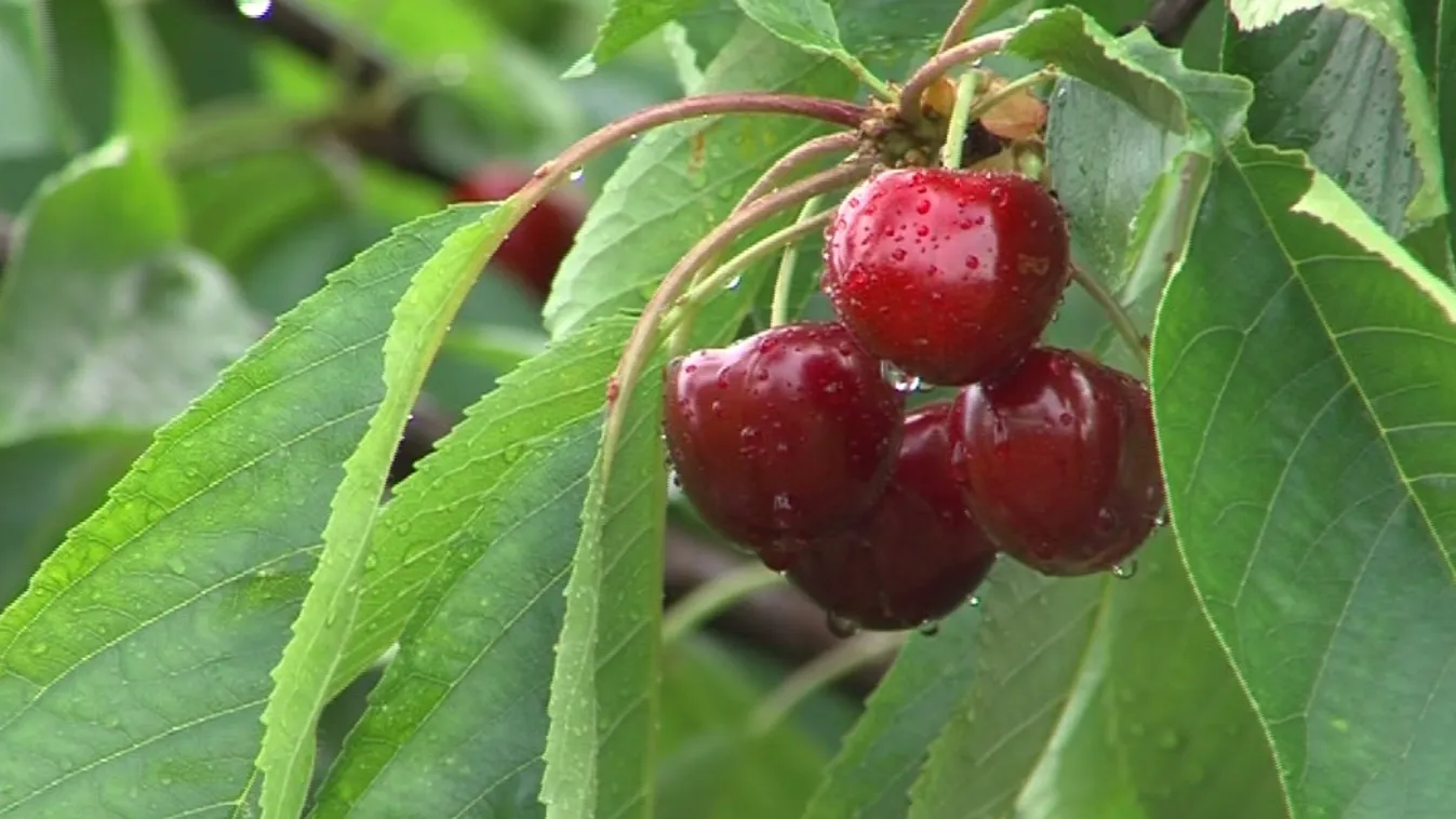 A minőséggel és a mennyiséggel nem lesz gond, csak az árral