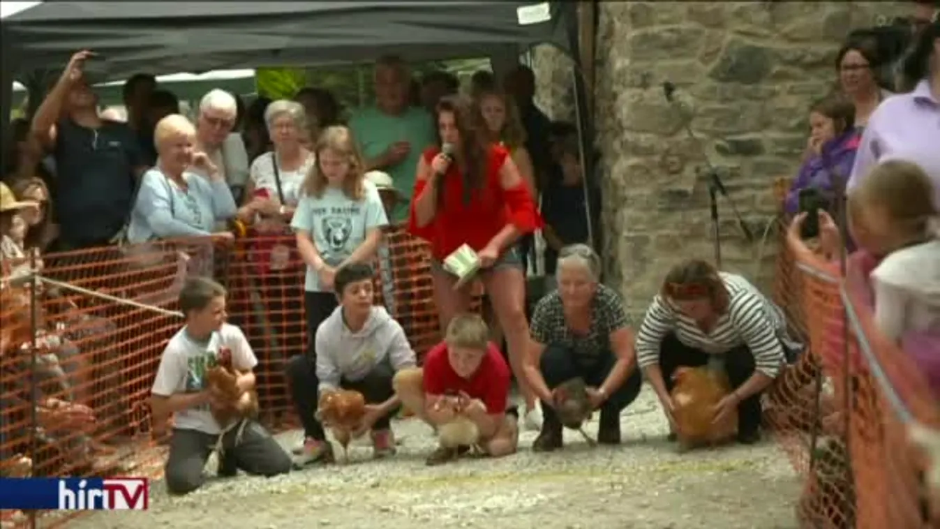 Csirkék versenyeztek Nagy-Britanniában