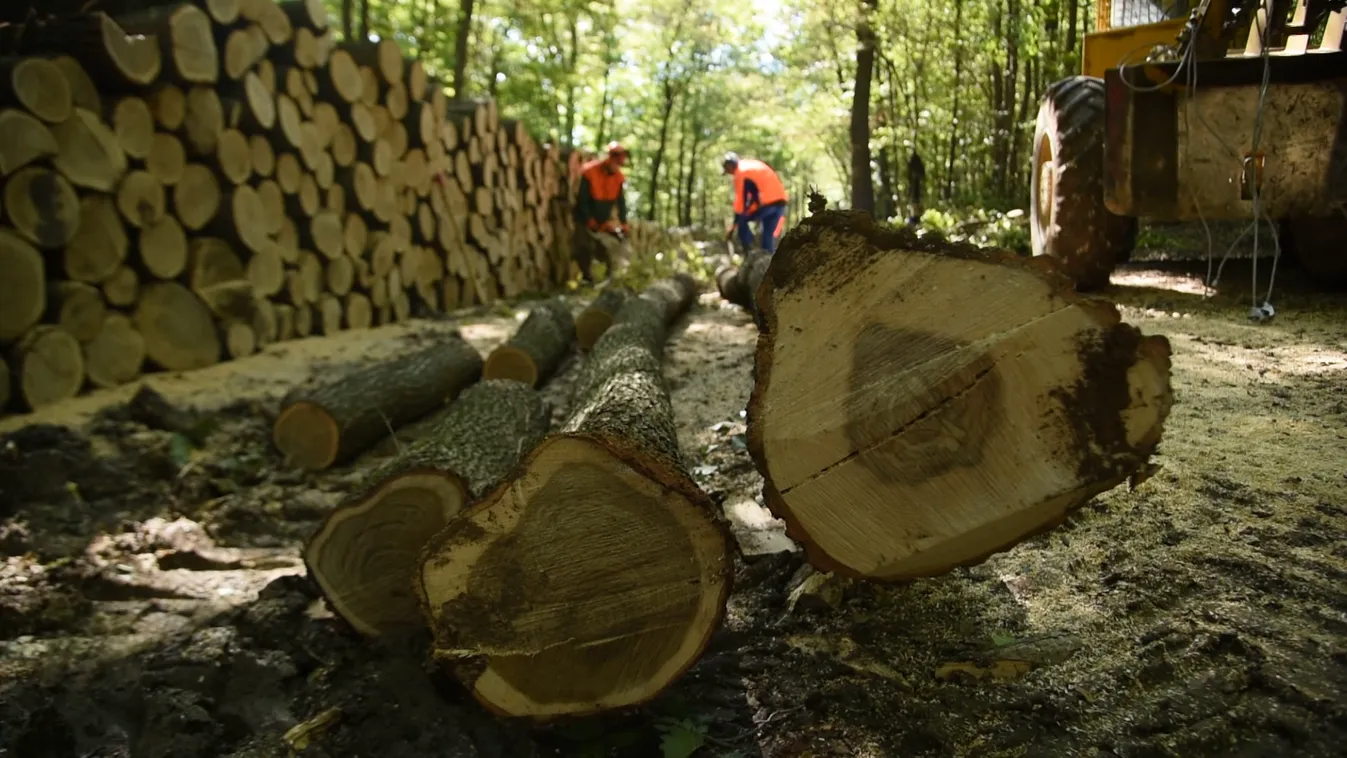 Radar - Tűzifa közvetlenül az erdészektől