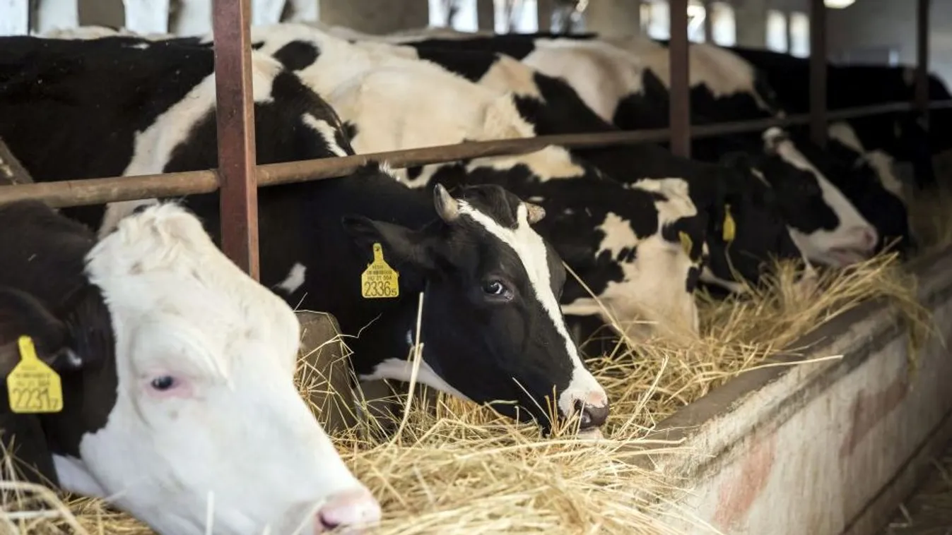 Néhányan megtalálták a kiutat a nehéz helyzetből
