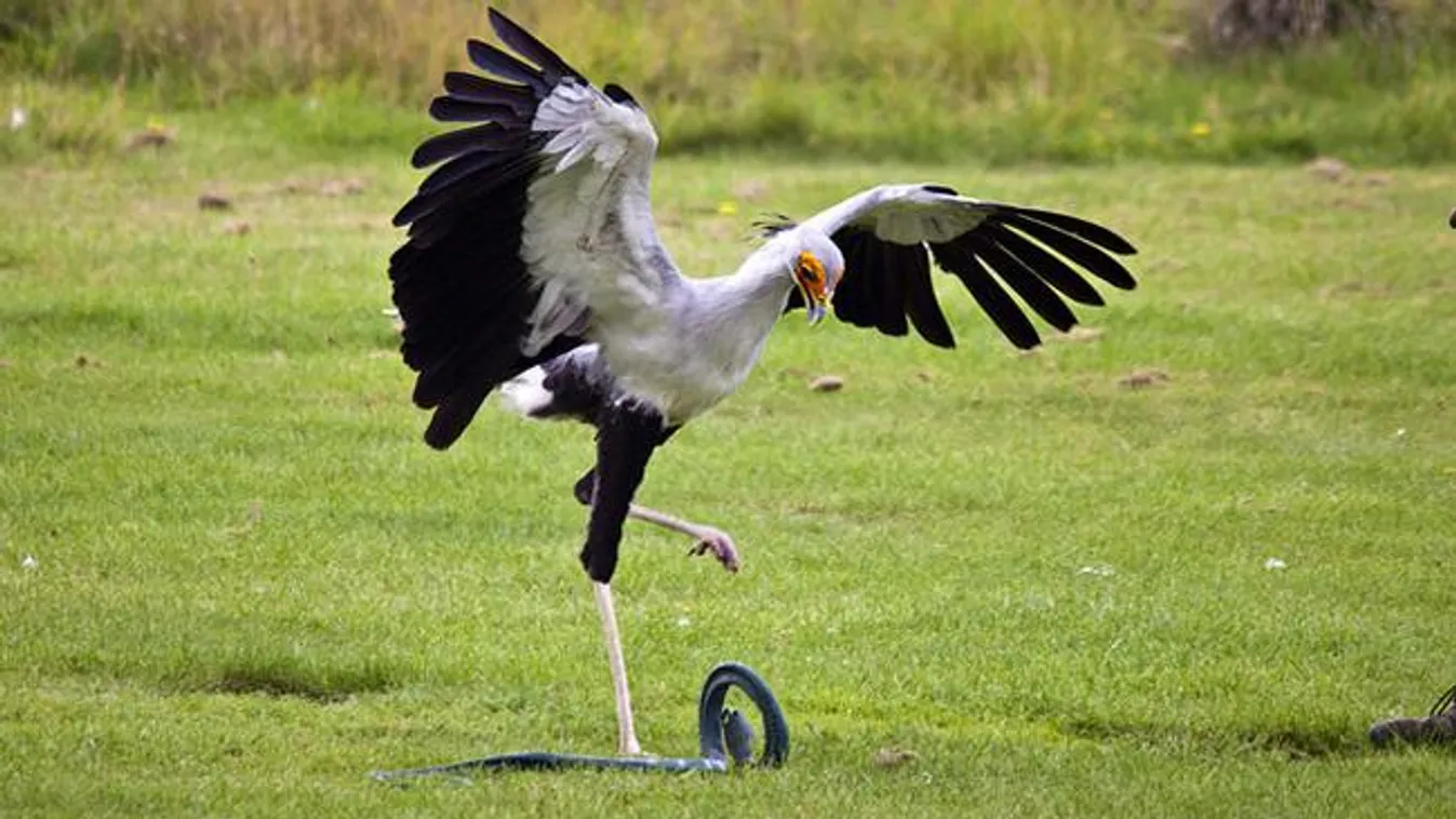 Gyilkos – Felfedező